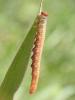 Euura sp.